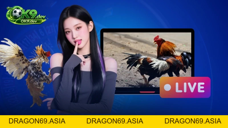 Màu Mạng Gà OK99: Bí Quyết Đọc Kèo Chuẩn Và Cược Thắng Lớn - DRAGON69