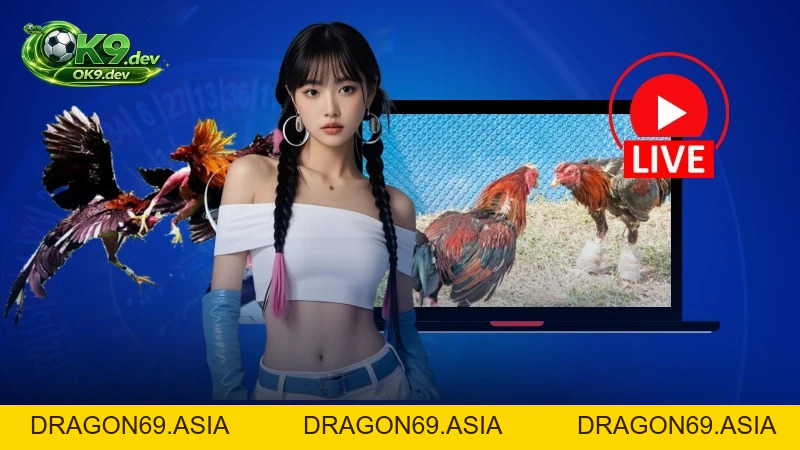 Đá Gà Campuchia Tại OK99: Luật Đấu Và Hình Thức Cược 2026 - DRAGON69